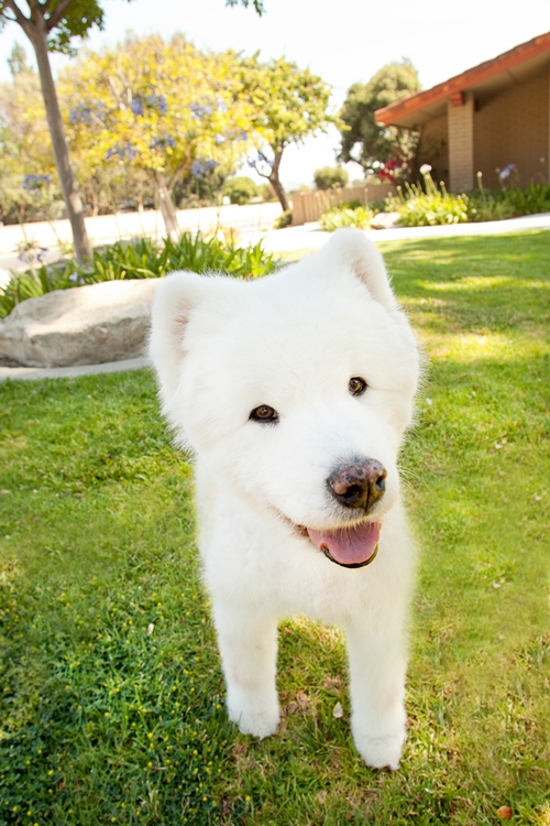 airbnb for pets mypetbnb